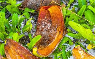 vecchio caduto Noce di cocco bugie su il spiaggia e marcisce lontano. foto