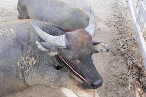 tailandese bufalo, grigio e nero dire bugie su il terra . foto