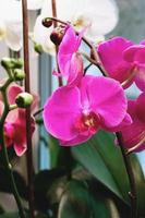 phalaenopsis imperatore gioiello, falena orchidee fioritura in casa sotto lampada nel inverno foto