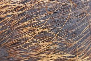 vicino su macro struttura di Noce di cocco fibra capelli foto