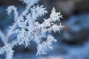 inverno sfondo con fiori coperto neve cristalli luccicante nel luce del sole foto