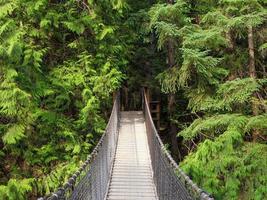 un' sospeso ponte nel pino foresta foto