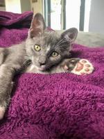 un' poco grigio gattino su un' viola coperta foto