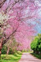 fiorire di selvaggio himalayano ciliegia fiore. foto