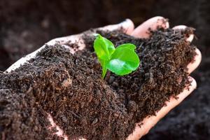 agricoltori mani Tenere un' pianta foto