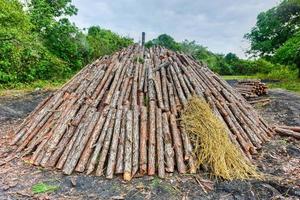 legna pira essere preparato per il creazione di carbone a partire dal pino logs nel vinali, Cuba. foto