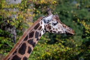 avvicinamento di giraffa testa contro alberi foto