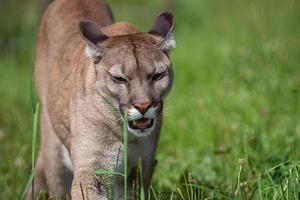 Puma o montagna Leone puma concolor foto