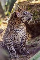 sri lanka leopardo cucciolo, panthera pardus kotiya foto