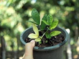 vareigato impianti e leafe bello di impianti foto