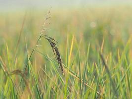 riso agricoltura e dolce sole leggero foto