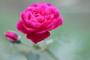 bellissimo rosso rosa fiore su naturale sfondo foto