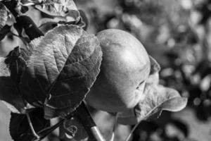 fotografia sul tema bellissimo albero di frutta ramo di melo foto