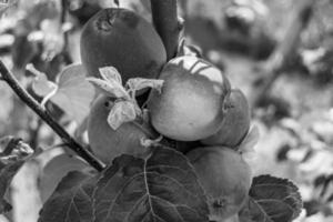 fotografia sul tema bellissimo albero di frutta ramo di melo foto