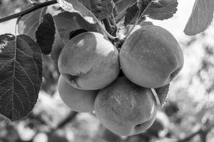 fotografia sul tema bellissimo albero di frutta ramo di melo foto