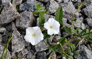 fotografia su tema bellissimo selvaggio in crescita fiore petunia su sfondo prato, foto