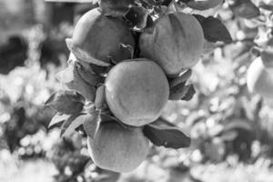 fotografia sul tema bellissimo albero di frutta ramo di melo foto