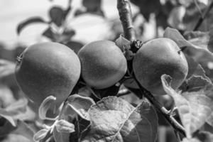 fotografia sul tema bellissimo albero di frutta ramo di melo foto