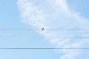 uccelli arroccato su energia linee, cielo sfondo foto