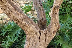 di spessore tronco di un' alto albero nel un' città par foto