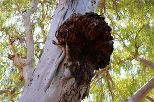 chaga cresce su un' albero tronco. foto