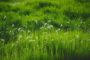 natura di verde foglia nel bellissimo giardino. tropicale foresta ecologia e naturale verdura sfondo. naturale verde le foglie impianti sfondo copertina pagina ambiente ecologia o verdura sfondo concetto foto