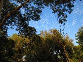 blu cielo e silhouette di alberi durante giorno nel karachi Pakistan 2022 foto