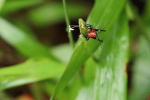 nero inginocchiato prato cricket su un' foglia foto