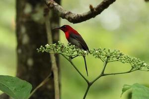 cremisi sunbird tra il fiori foto