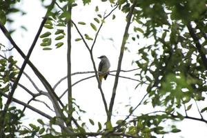 tropicale uccello su su un' albero foto