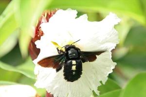 ampio consegnato falegname ape su un' bianca fiore foto
