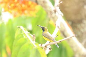 oliva sostenuto sunbird su il albero cime foto