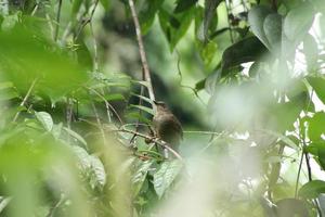 oliva alato bulbul dietro a il baldacchino foto