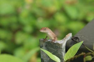 Marrone anole lucertola su un' albero ramo foto