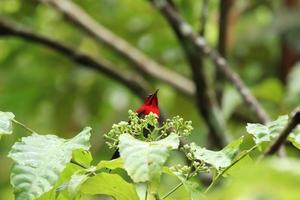 cremisi sunbird tra il fiori foto