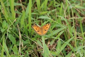 pavone viola del pensiero farfalla su un' lama di erba foto