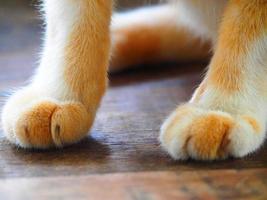 avvicinamento carino gatto zampa su legna pavimento Vintage ▾ foto
