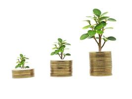 piccolo albero e oro monete in crescita su attività commerciale concetto su isolato bianca foto