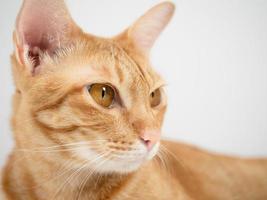 vicino su viso di domestico gatto grande occhi giallo colore ritratto foto