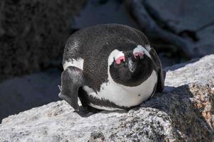 pinguino - massi spiaggia - Sud Africa foto