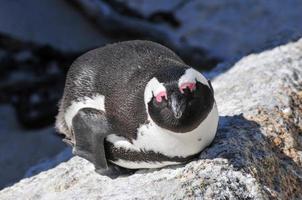 pinguino - massi spiaggia - Sud Africa foto