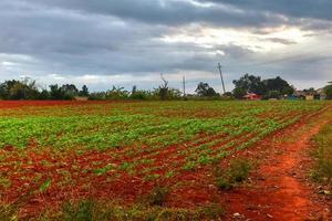 tabacco piantagione nel il vinales valle, nord di Cuba. foto