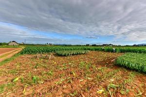 tabacco campo nel il vinales valle, nord di Cuba. foto