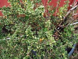 verde impianti di natura foto