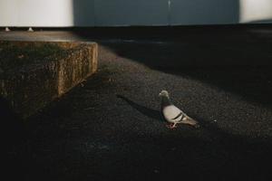 solo curioso Piccione in piedi nel il triangolo di leggero illuminato con il mattina sole su il buio asfalto marciapiede, guardare in il telecamera foto