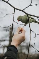 uomo offerte il pezzo di Banana per con gli anelli di rosa parrocchetto chi è seduta su il ramo di il albero Guardando Questo pezzo nel Londra hyde parco durante il piovoso gennaio giorno nel verticale orientamento foto