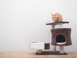 arancia gatto seduta su testa di gatto condominio guardare a telecamera nel il Casa a bianca parete sfondo foto