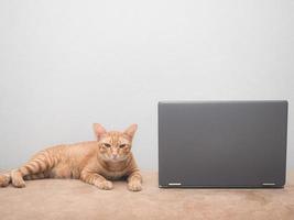 gatto su divano con il computer portatile guardare a telecamera con bianca parete sfondo nel lavori di casa a partire dal casa concetto foto