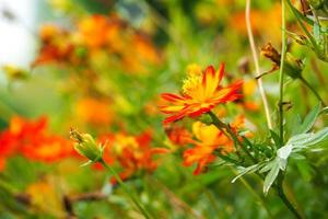 arancia fiore nel bellissimo natura e luminosa di luce del sole con sfocatura arancia floreale sfondo foto