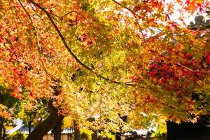 vicino su di acero albero le foglie durante autunno con colore modificare su foglia nel arancia giallo e rosso, caduta naturale sfondo struttura autunno concetto foto